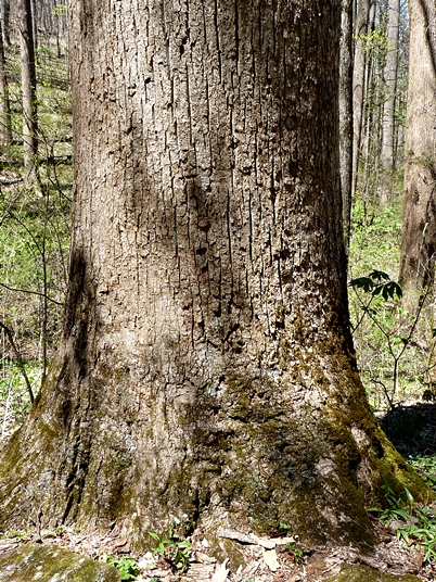 {Liriodendron tulipifera}
